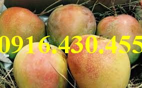 Cây giống xoài úc